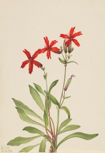 Fire Pink Silene virginica, 1932. autorstwa Mary Vaux Walcott