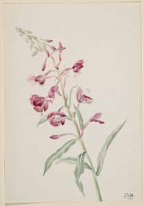 Chwastnica zwyczajna (Epilobium angustifolium) autorstwa Mary Vaux Walcott