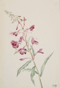 Fireweed Epilobium angustifolium, 1902. autorstwa Mary Vaux Walcott