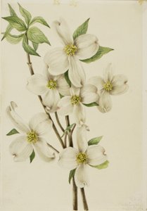 Kwitnący dereń (Cornus florida) autorstwa Mary Vaux Walcott
