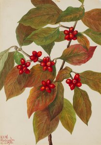 Dereń kwitnący Cornus florida, 1926.