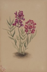Kwiaty z Mesy, 1883. autorstwa Mary Vaux Walcott