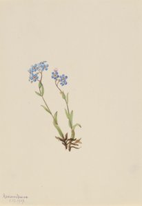 Niezapominajka (Myosotis alpestris) autorstwa Mary Vaux Walcott