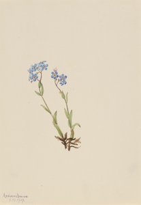 Niezapominajka Myosotis alpestris, 1907. autorstwa Mary Vaux Walcott