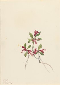 Polygala frędzelkowata (Polygala paucifolia) autorstwa Mary Vaux Walcott