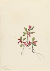 Polygala Polygala paucifolia z frędzlami, 1920. autorstwa Mary Vaux Walcott