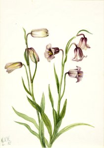 Fritillary (Fritillaria biflora) autorstwa Mary Vaux Walcott