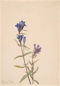 Goryczka (Gentiana affinis) autorstwa Mary Vaux Walcott