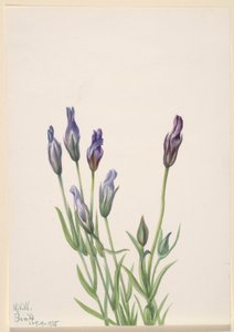 Goryczka (Gentiana macounii) autorstwa Mary Vaux Walcott