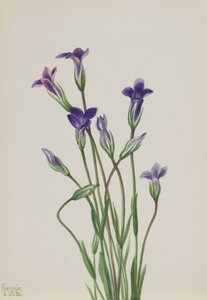 Goryczka Gentiana holopetala, 1936. autorstwa Mary Vaux Walcott