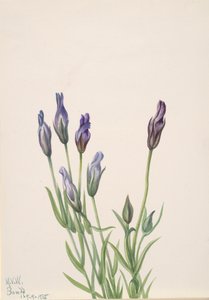 Gentiana macounii, 1935. autorstwa Mary Vaux Walcott