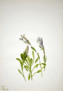 Borówka z goryczki Gentiana, 1938. autorstwa Mary Vaux Walcott