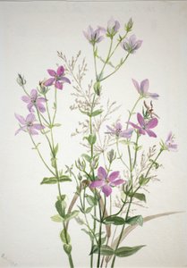 Gentianacease sabbalia angularis autorstwa Mary Vaux Walcott