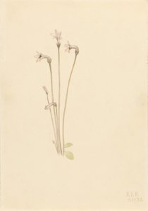 Ghostpipe (Thalesia uniflora) autorstwa Mary Vaux Walcott