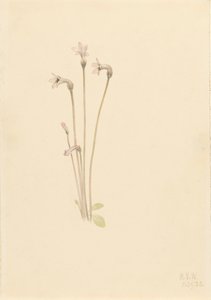 Ghostpipe Thalesia uniflora, 1920. autorstwa Mary Vaux Walcott