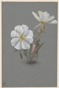 Olbrzym kruszczyk olbrzymi Epipactis gigantea, ca. 1880. autorstwa Mary Vaux Walcott