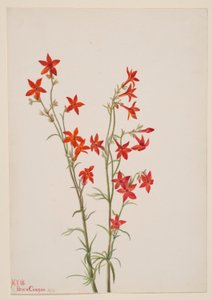 Gilia arizonica autorstwa Mary Vaux Walcott