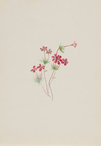 Gilia linanthus parviflorus autorstwa Mary Vaux Walcott