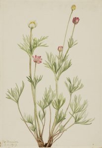 Zawilec wielkokwiatowy (Anemone globosa) autorstwa Mary Vaux Walcott