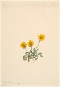 Złotokap zwyczajny (Erigeron aureus) autorstwa Mary Vaux Walcott