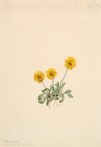 Złota pchła Erigeron aureus, 1904. autorstwa Mary Vaux Walcott