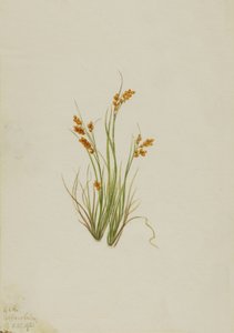 Złota turzyca Carex aurea, 1921. autorstwa Mary Vaux Walcott