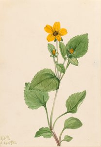 Złota Gwiazda Chrysogonum virginianum, 1922. autorstwa Mary Vaux Walcott