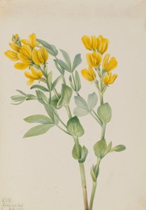 Goldenpea Thermopsis rhombifolia, 1923. autorstwa Mary Vaux Walcott
