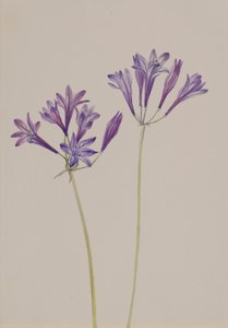 Orzech trawiasty Brodiaea laxa, 1933. autorstwa Mary Vaux Walcott