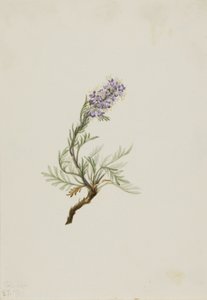 Facelia szara (Phacelia sericea) autorstwa Mary Vaux Walcott
