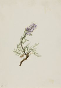 Facelia szara Facelia sericea, 1911. autorstwa Mary Vaux Walcott