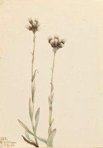 Szary Pussytoes Antennaria howellii, 1921. autorstwa Mary Vaux Walcott