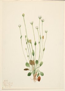 Stokłosa szara (Senecio canus) autorstwa Mary Vaux Walcott