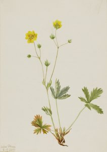Szary liść pięciopalcowy Potentilla glaucophylla, 1905. autorstwa Mary Vaux Walcott