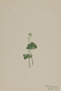 Usta żmii zielonej (Malaxis unifolia) autorstwa Mary Vaux Walcott