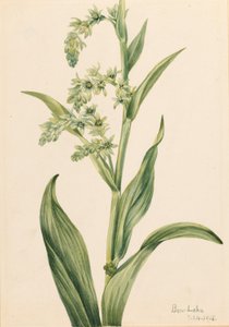 Kapusta zielona (Veratrum viride) autorstwa Mary Vaux Walcott