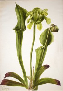 Green Pitcherplant Sarracenia orephila, 1933. autorstwa Mary Vaux Walcott
