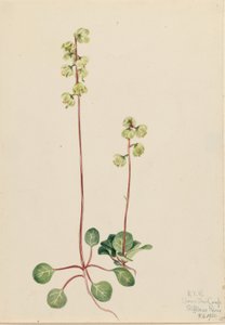 Pyrola zielona (Pyrola chlorantha) autorstwa Mary Vaux Walcott