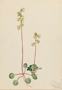 Zielona Pyrola Pyrola chlorantha, 1920. autorstwa Mary Vaux Walcott