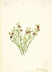 Borówka brusznica (Vaccinium scoparium) autorstwa Mary Vaux Walcott