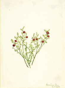 Grouse Whortleberry Vaccinium scoparium, 1918. autorstwa Mary Vaux Walcott