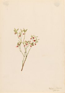 Grouse Whortleberry Vaccinum scoparium, 1916. autorstwa Mary Vaux Walcott