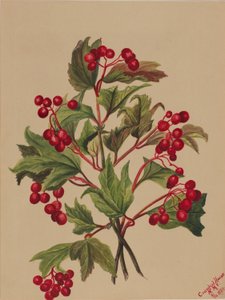 Kalina amerykańska (Viburnum americanum) autorstwa Mary Vaux Walcott