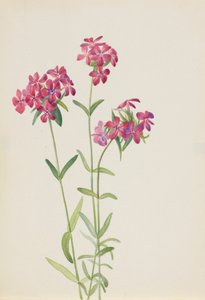 Floks włochaty Floks amoena, ca. początek lat 30. XX wieku. autorstwa Mary Vaux Walcott