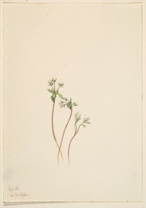 Zwiastun wiosny (Erigenia bulbosa) autorstwa Mary Vaux Walcott