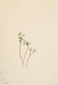 Zwiastun wiosny Erigenia bulbosa, 1920. autorstwa Mary Vaux Walcott