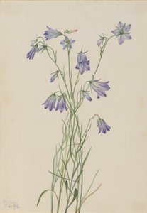 Dzwonek piłkowany (Campanula rotundifolia) autorstwa Mary Vaux Walcott