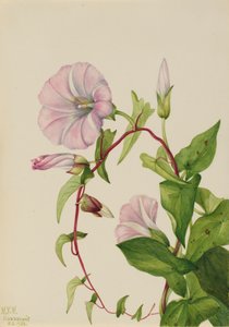 Powój żywopłotu Calystegia Convolvulus sepium, 1932. autorstwa Mary Vaux Walcott