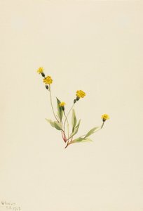 Heieracium gracile autorstwa Mary Vaux Walcott