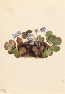 Hepatica (Hepatica americana) autorstwa Mary Vaux Walcott